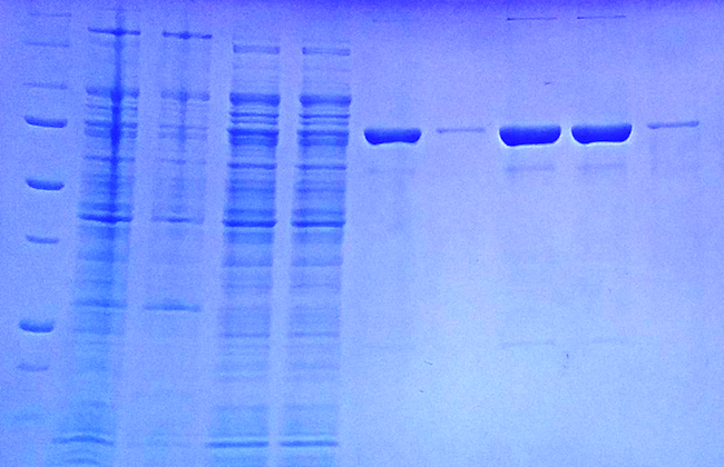 An image of an SDS-PAGE gel which is a blue rectangle shape with columns of darker blue stripes across it