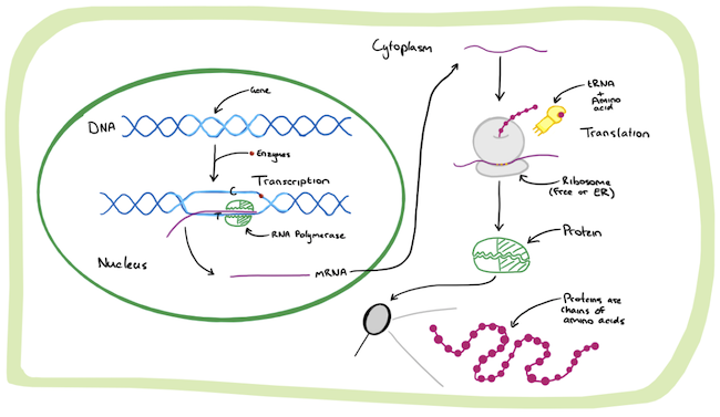 Sketch of the role of mRNA in a cell including mRNA being made from DNA in the nucleus and then mRNA helping to make proteins with ribosomes in the cytoplasm