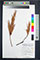 Dracophyllum longifolium OTA 020304 thumbnail