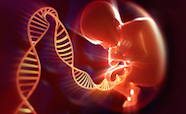 DNA strand and foetus thumbnail