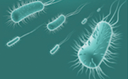 Graphic of bacteria thumbnail