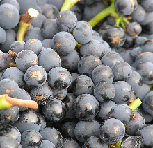 Dashboard grapes