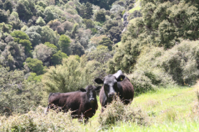 Te Putahi - cows (280)