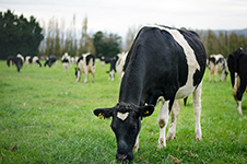 AGRICULTURE-dairy cows in paddock Image