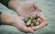 Hands holding shellfish thumb