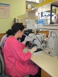 Photo of Jody Hazlett at her lab bench viewing breast cancer tissue through a microscope