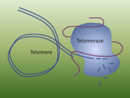 Graphic of telomere and telomerase interacting to prevent cell death