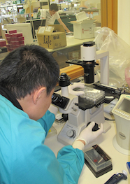 Augustine Chen assessing cell growth