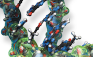 Model of DNA thumbnail