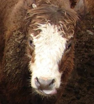 Photo of cow from charity auction sale