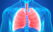 Lungs illustration thumb
