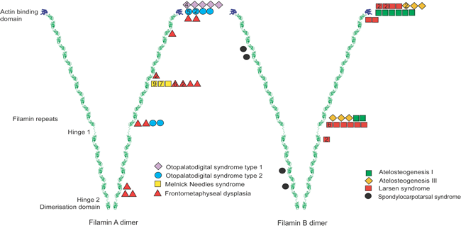 Schematic diagram of FLNA mutation sites