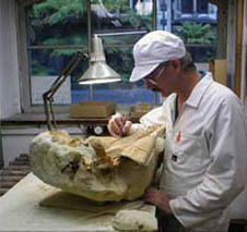 Preparator Andrew Grebneff prepares a skull of a new species of fossil dolphin from the Otekaike Limestone of the Waitaki Valley region. The specimen is of Late Oligocene age, about 24 million years