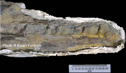 Lower jaw of the new mosasaur. Anterior teeth (to the right) are taller and narrower; posterior teeth, to the left, are lower and more globular