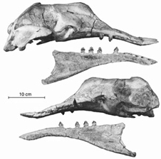 simocetus rayi skull and mandible (lower jaw) from the right side above, and the left side below