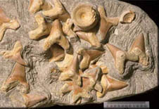 Carcharodon teeth
