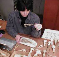 Tatsuro Ando studying fossil and modern penguin skulls..jpg