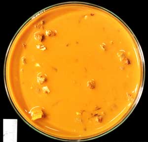 Sample of typical orange-stained water which flows from rocks in which marcasite and pyrite (iron sulphides) are decomposing in rain water