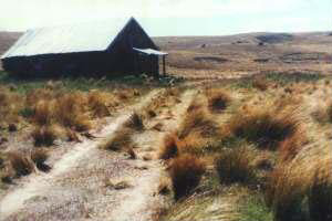 Serpentine Diggings, Central Otago. A gold-mining ghost town, with the only remaining building being the old church. This scene is typical of Otago's tussock-grass covered uplands. Gold-bearing quartz veins are exposed at the surface on the hills in the distance, and alluvial gold workings are scattered in the streams in the foreground.