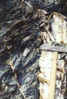 Quartz veins (white) fill fractures in schist (grey and platy), Shotover valley. Brown iron oxide (rust) near the quartz veins indicate iron minerals (pyrite, FeS2 and siderite, FeCO3 ) which are commonly associated with gold.