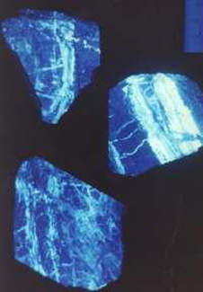 Quartz veins from the Macraes area, viewed under ultra-violet light. The scheelite glows white-blue, while the quartz is dark purple.