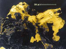 Electron microscope view (colour enhanced) of a half-millimetre piece of gold in oxidised ore from Barewood, near Dunedin. The gold is sitting on iron oxides formed from pyrite. Small lumps of gold in pyrite dissolve in water and eventually combine to form larger pieces such as this one