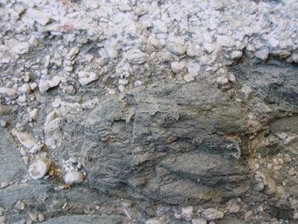 A large greywacke cobble, 10 cm across, with quartz pebbles
