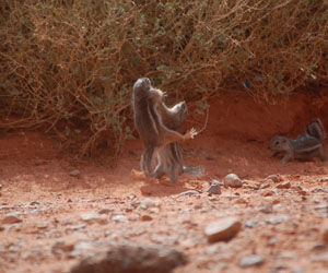 Two chipmunks battle for bread during a lunch break on a field trip to the Valley of Fire State Park in Nevada