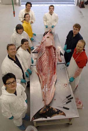 Dissection of naturally-stranded juvenile pygmy right whale, <em>Caperea marginata</em>, at Museum of New Zealand Te Papa, 2011. Otago PhD students with Anton van Helden of the Museum (left, second from front) and other Museum staff on right