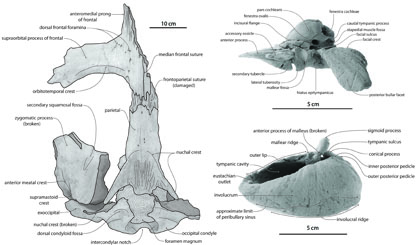 Labeled photographs of the skull (left), periotic (upper right) and tympanic bulla (lower right) of Tohoraata raekohao.