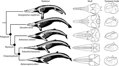 Skeletal evolution of baleen whales showing the new eomysticetid Tokarahia, a modern baleen whale (Balaenoptera edeni), a toothed mysticete (Aetiocetus), and two archaeocete whales (Georgiacetus, Dorudon). Artwork by Robert W. Boessenecker.