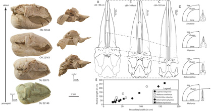 Earbones and growth of Waharoa ruwhenua. Left side: photographs of tympanic bullae showing changes in size (left most column), and changes in periotic shape (second column from left). Right side: relative growth of skull in Waharoa (A-C); conceptual growth model for relationship between skull growth and body size in Waharoa (D); rate of growth of palate of Waharoa (E).