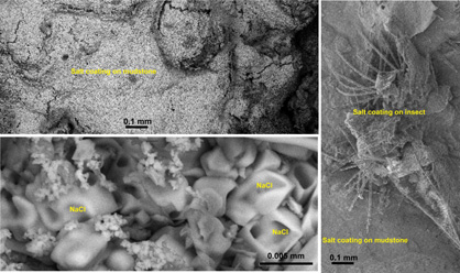 Scanning electron microscope images of salt coatings on mudstone at Springvale. 