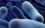 Blue bacteria thumb