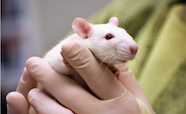 Lab technician holding a white rat thumb