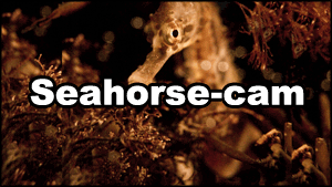 Seahorse-cam
