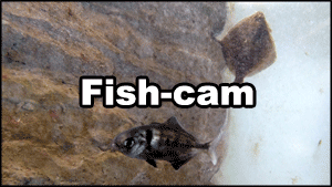 Fish-cam