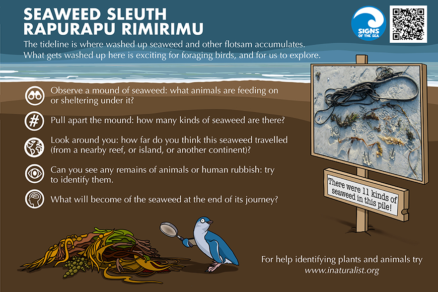 Seaweed Sleuth image