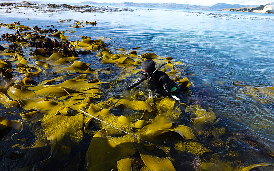 Gaya_EOT_conducting_Paua_Surveys_in_water_with-kelp 1x image