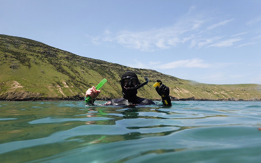 Finn in the ocean at Akaroa-conducting_Paua_Surveys image 1x