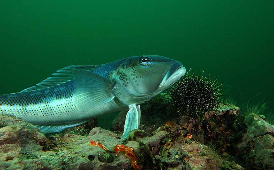 bluecod fish and kina under water image 1x