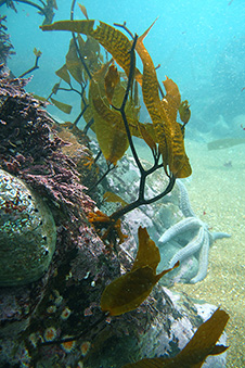 Under the sea photo with paua-starfish-seaweed image 1x