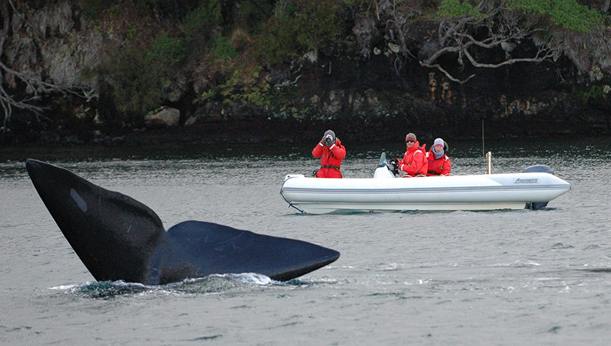 Right Whale researchers on boat with what tail in full view 1x