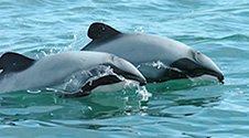 Two_hectors_dolphins_swimming 1x