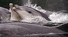 Bottlenoses_dolphins_swimming 1x