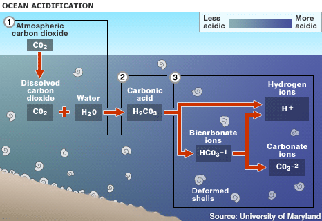graphic image of the chemical acidification processes in the ocean following absorbing carbon dioxide from the air to causing the ocean to be come more acidic
