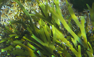 OA Ocean floor seaweed thumb