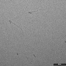 TEM metal shadowing of myosin molecules image