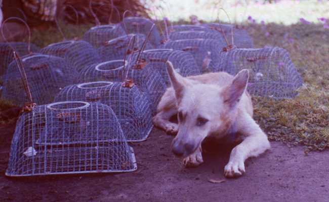 Image from research expedition in Northern Vanuatu, 1975