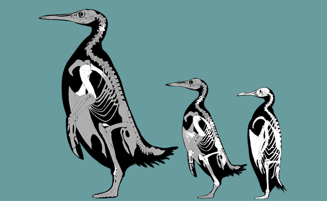 Penguin 2  skeletal reconstruction image